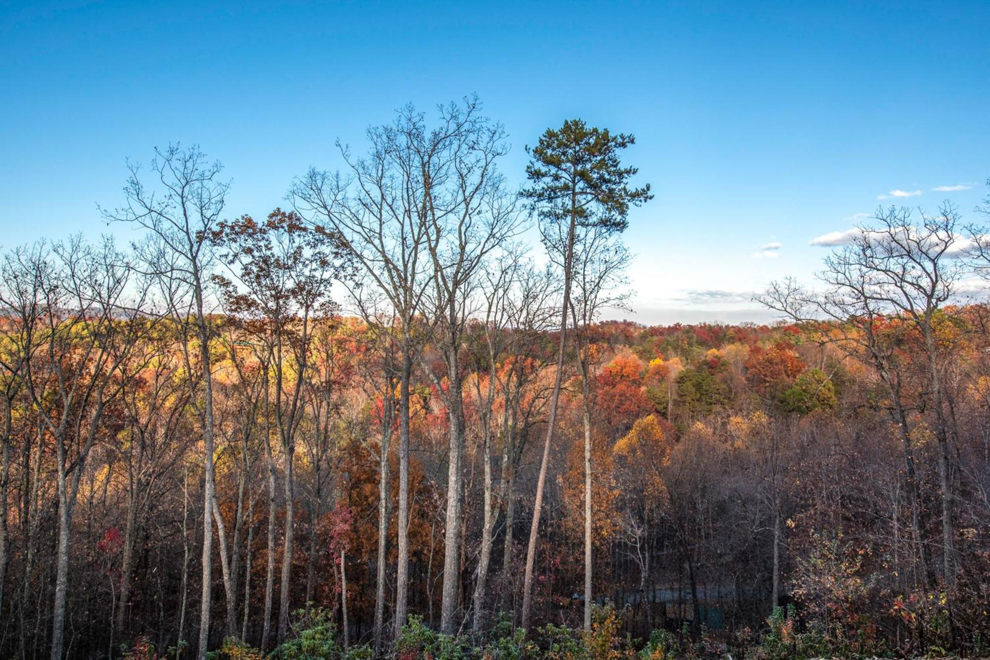 The Treetop Sanctuary سيفيرفيل المظهر الخارجي الصورة